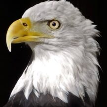 american eagle foundation